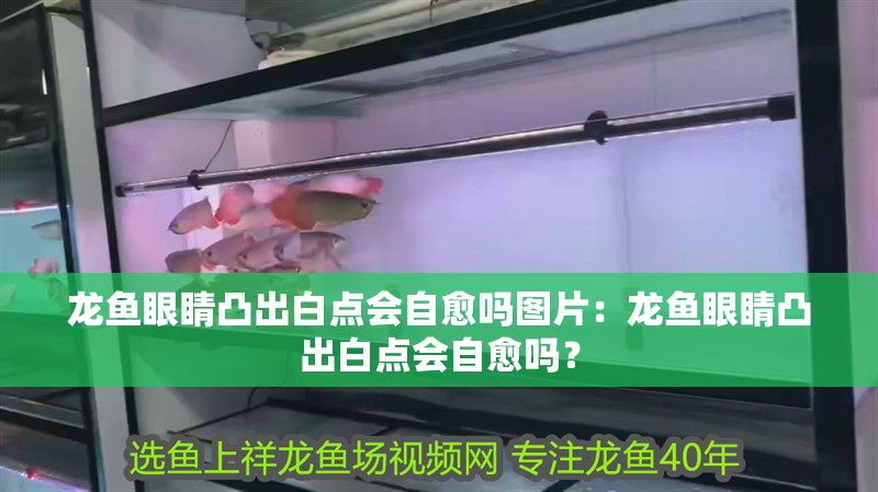 龍魚眼睛凸出白點會自愈嗎圖片：龍魚眼睛凸出白點會自愈嗎？