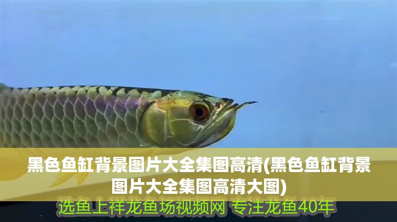 黑色魚缸背景圖片大全集圖高清(黑色魚缸背景圖片大全集圖高清大圖)