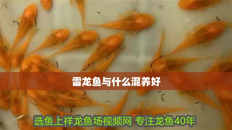 雷龍魚(yú)與什么混養(yǎng)好