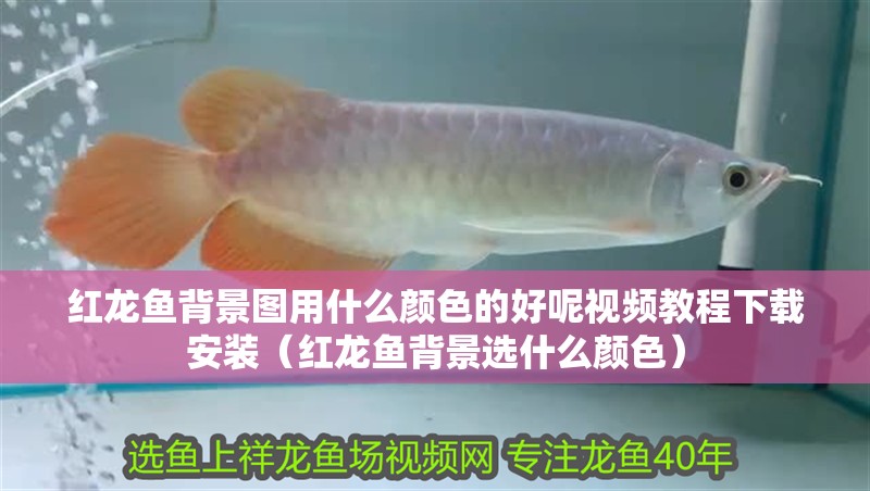 紅龍魚背景圖用什么顏色的好呢視頻教程下載安裝（紅龍魚背景選什么顏色）