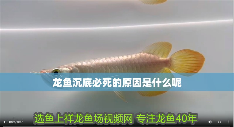 魚缸用增氧泵價格是多少:魚缸增氧機-xtrac增氧機-xtrac增氧機 龍魚沉底必死的原因是什么呢 龍魚百科 龍魚沉底必死的原因是什么呢 龍魚沉底必死的原因是什么呢 龍魚百科