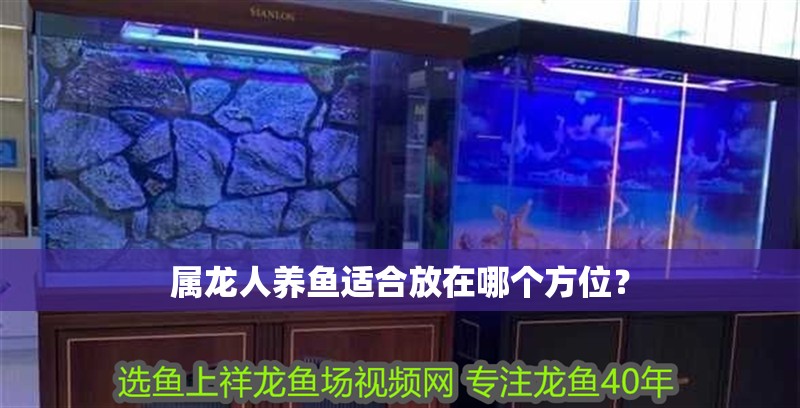 屬龍人養(yǎng)魚適合放在哪個方位？ 屬龍人養(yǎng)魚適合放在哪個方位？ 龍魚百科