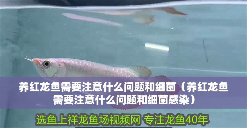 養(yǎng)紅龍魚(yú)需要注意什么問(wèn)題和細(xì)菌（養(yǎng)紅龍魚(yú)需要注意什么問(wèn)題和細(xì)菌感染）