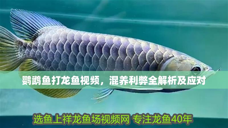 鸚鵡魚打龍魚視頻，混養利弊全解析及應對