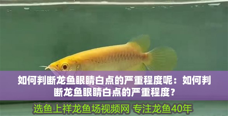 如何判斷龍魚眼睛白點的嚴重程度呢：如何判斷龍魚眼睛白點的嚴重程度？