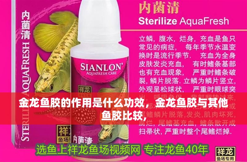 金龍魚膠的作用是什么功效，金龍魚膠與其他魚膠比較,