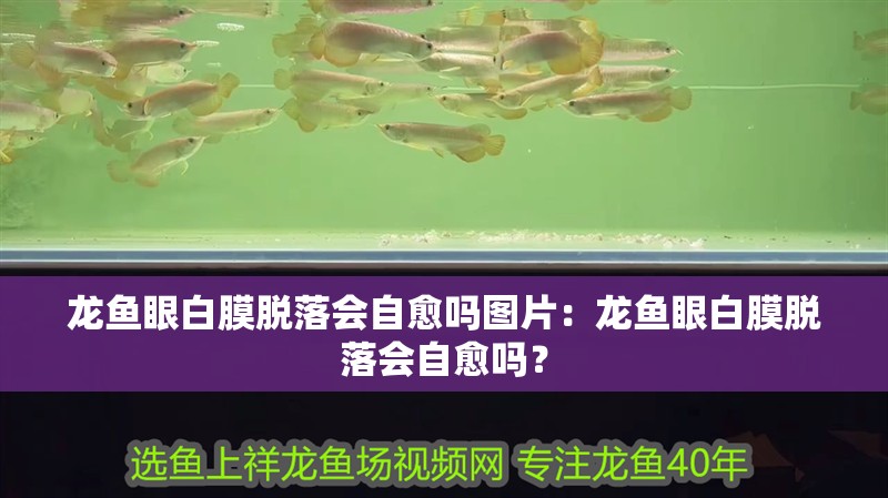 龍魚眼白膜脫落會自愈嗎圖片：龍魚眼白膜脫落會自愈嗎？
