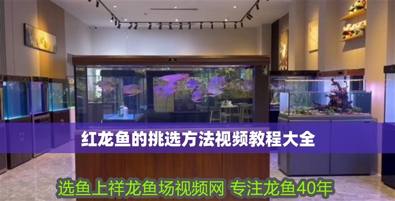 紅龍魚的挑選方法視頻教程大全