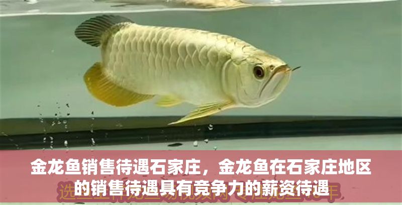 金龍魚銷售待遇石家莊，金龍魚在石家莊地區的銷售待遇具有競爭力的薪資待遇