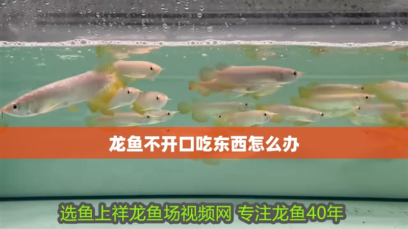 龍魚不開口吃東西怎么辦