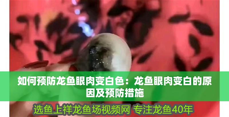 如何預防龍魚眼肉變白色：龍魚眼肉變白的原因及預防措施
