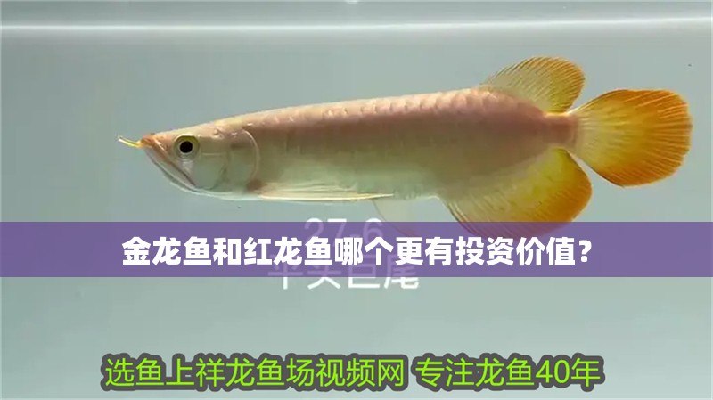 金龍魚和紅龍魚哪個更有投資價值？