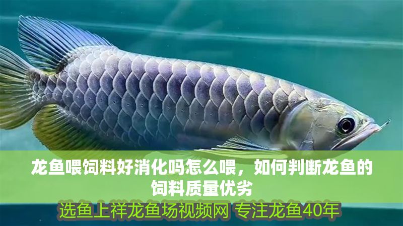 龍魚喂飼料好消化嗎怎么喂，如何判斷龍魚的飼料質量優劣