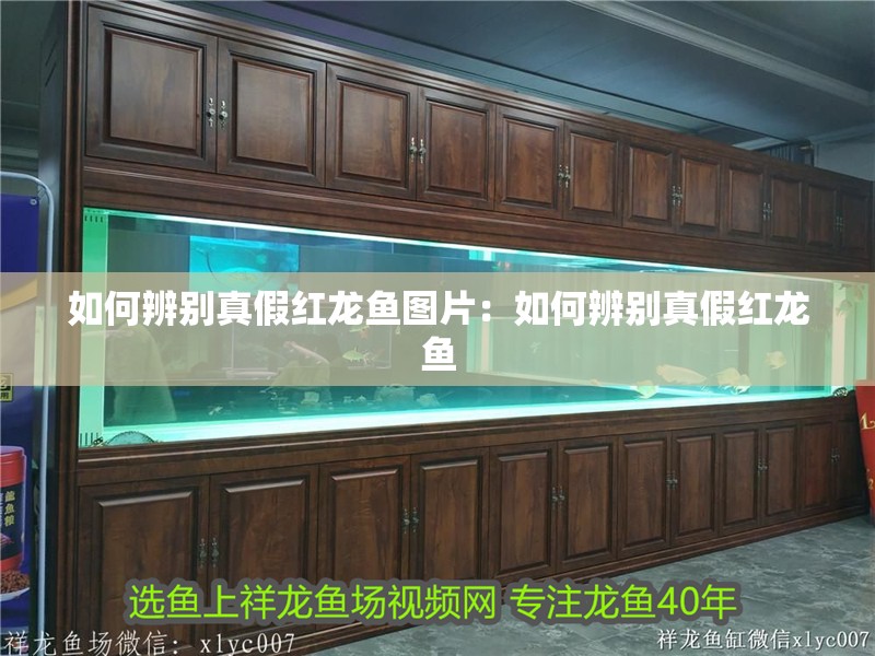 如何辨別真假紅龍魚圖片：如何辨別真假紅龍魚