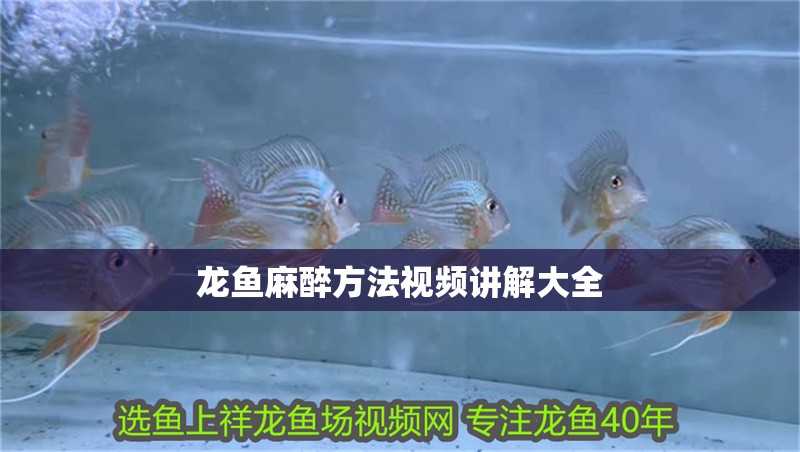 陽泉金龍魚火災(zāi)事件處理結(jié)果