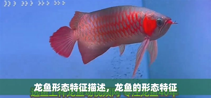 龍魚形態特征描述，龍魚的形態特征