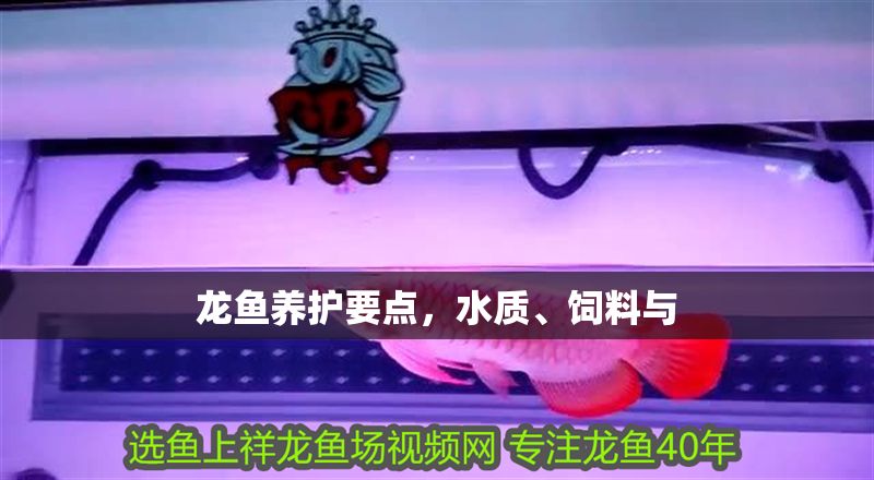 龍魚養(yǎng)護(hù)要點(diǎn)，水質(zhì)、飼料與