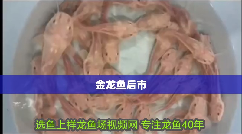 金龍魚后市