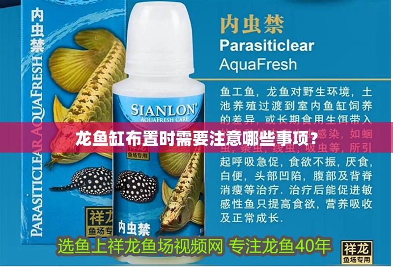 龍魚缸布置時(shí)需要注意哪些事項(xiàng)？