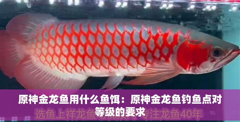原神金龍魚用什么魚餌：原神金龍魚釣魚點對等級的要求