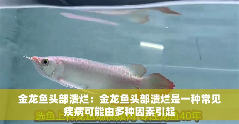 金龍魚(yú)頭部潰爛：金龍魚(yú)頭部潰爛是一種常見(jiàn)疾病可能由多種因素引起