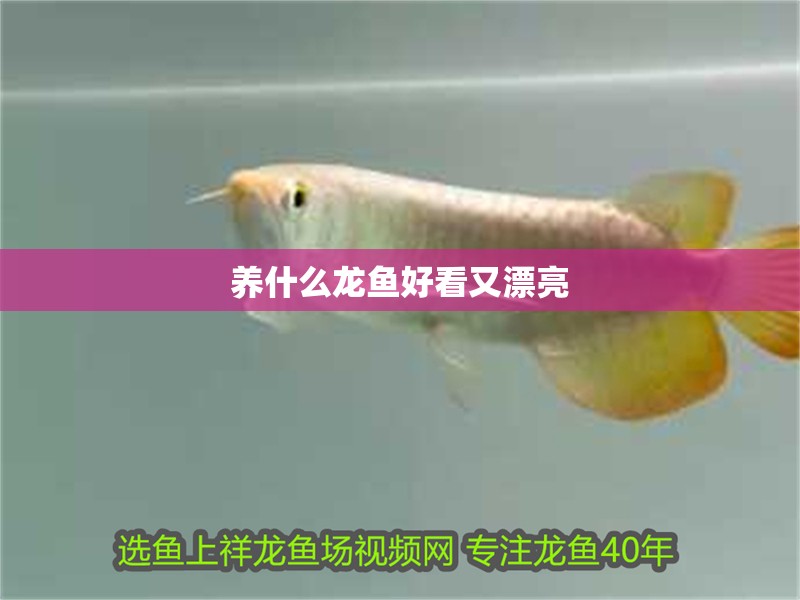 養什么龍魚好看又漂亮