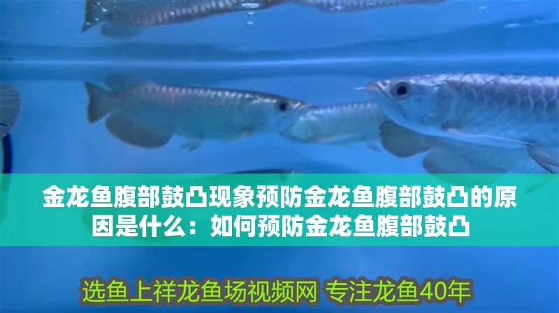金龍魚腹部鼓凸現(xiàn)象預(yù)防金龍魚腹部鼓凸的原因是什么：如何預(yù)防金龍魚腹部鼓凸