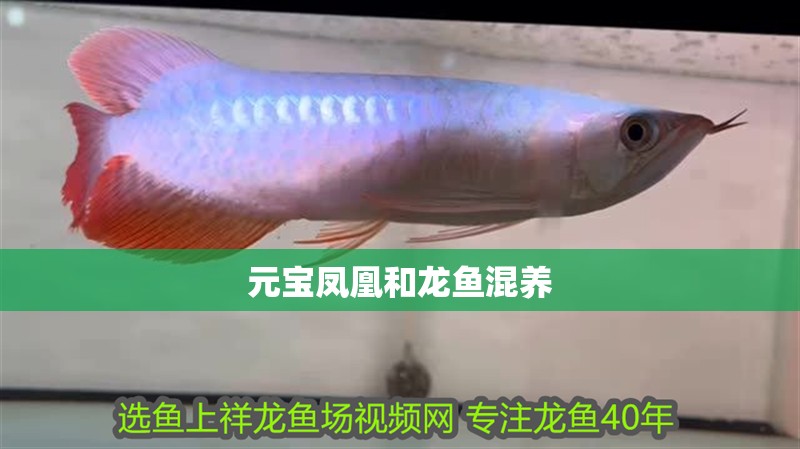 元寶鳳凰和龍魚混養