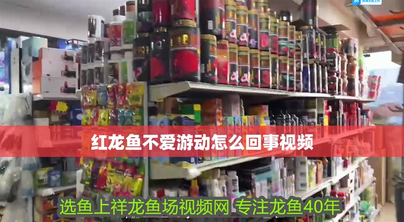 紅龍魚不愛游動(dòng)怎么回事視頻