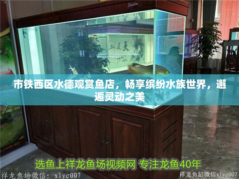 市鐵西區水德觀賞魚店，暢享繽紛水族世界，邂逅靈動之美