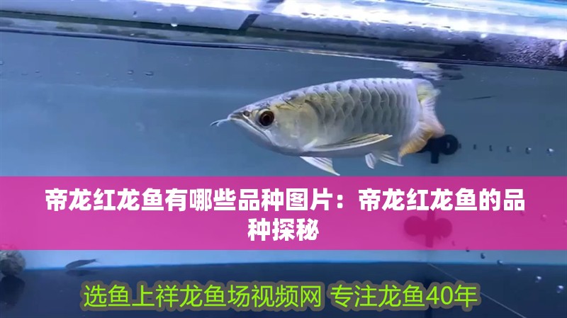 帝龍紅龍魚有哪些品種圖片：帝龍紅龍魚的品種探秘