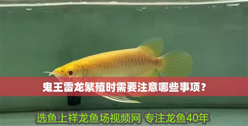 鬼王雷龍繁殖時需要注意哪些事項？