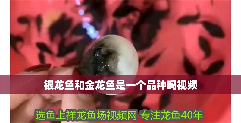 銀龍魚和金龍魚是一個品種嗎視頻
