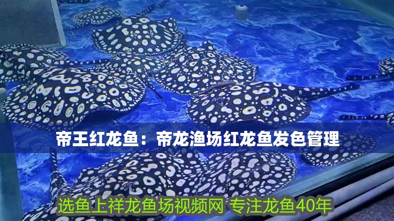 帝王紅龍魚：帝龍漁場紅龍魚發(fā)色管理