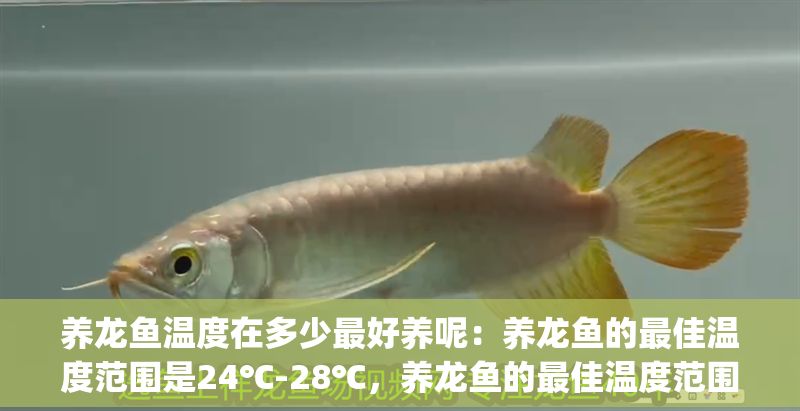 養(yǎng)龍魚溫度在多少最好養(yǎng)呢：養(yǎng)龍魚的最佳溫度范圍是24℃-28℃，養(yǎng)龍魚的最佳溫度范圍是24℃-[需手動(dòng)填充]