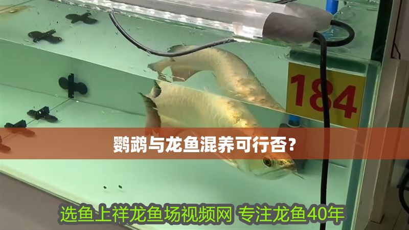 鸚鵡與龍魚混養可行否？
