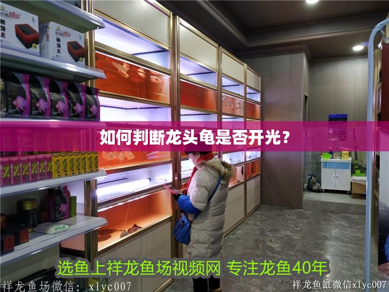 如何判斷龍頭龜是否開光？