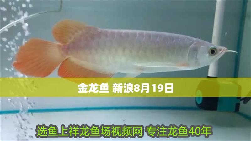金龍魚 新浪8月19日