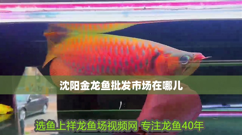 沈陽金龍魚批發市場在哪兒