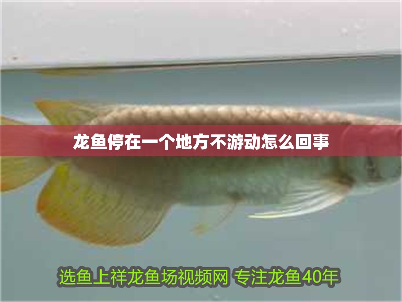 龍魚停在一個地方不游動怎么回事