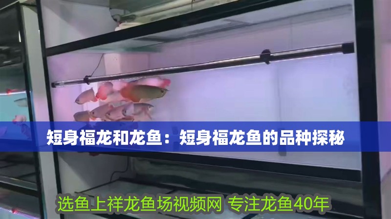 短身福龍和龍魚：短身福龍魚的品種探秘