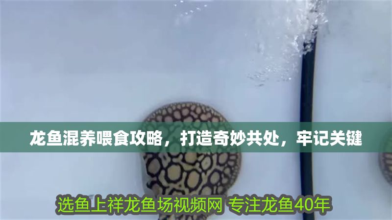 龍魚混養喂食攻略，打造奇妙共處，牢記關鍵