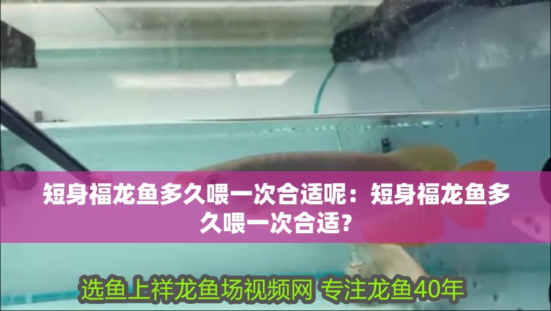 短身福龍魚多久喂一次合適呢：短身福龍魚多久喂一次合適？