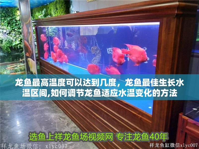 龍魚最高溫度可以達(dá)到幾度，龍魚最佳生長水溫區(qū)間,如何調(diào)節(jié)龍魚適應(yīng)水溫變化的方法