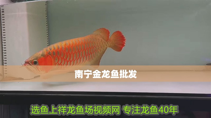 南寧金龍魚(yú)批發(fā)