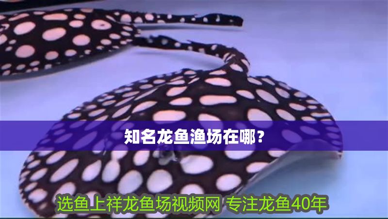 知名龍魚漁場在哪？