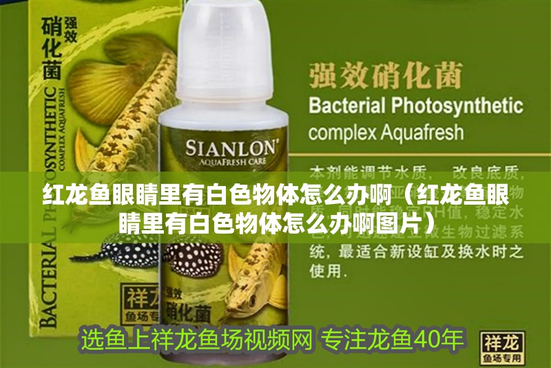 紅龍魚眼睛里有白色物體怎么辦啊（紅龍魚眼睛里有白色物體怎么辦啊圖片）
