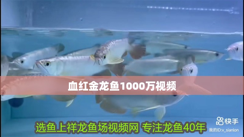 血紅金龍魚1000萬視頻