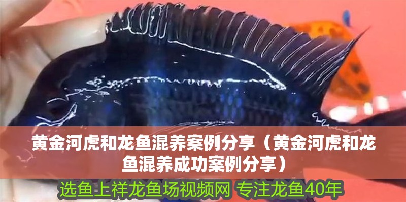 黃金河虎和龍魚混養案例分享（黃金河虎和龍魚混養成功案例分享）