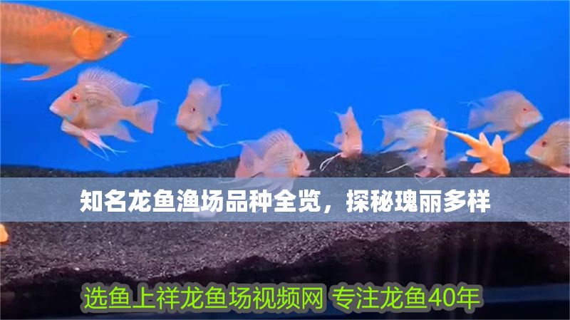 知名龍魚漁場品種全覽,探秘瑰麗多樣 龍魚百科 第1張 知名龍魚漁場品種全覽,探秘瑰麗多樣 知名龍魚漁場品種全覽,探秘瑰麗多樣 龍魚百科 第1張